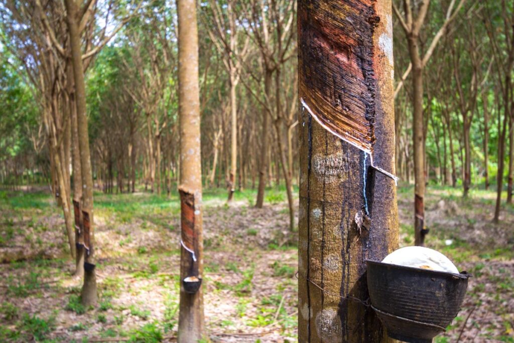 Brazilian rubber tree
